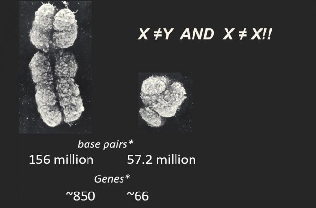 Chromosomes-to-Society
